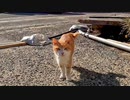しきりに話しかけてくる猫がいたのでナデナデすると他の猫も撫でられに集まってきた