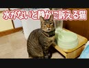 水がないと静かに訴える猫