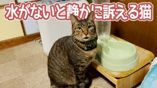 水がないと静かに訴える猫