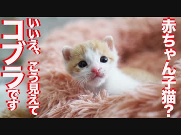 保護した赤ちゃん子猫がコブラだった件