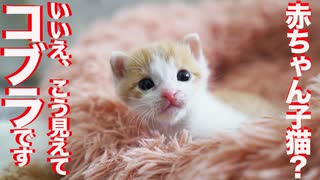 保護した赤ちゃん子猫がコブラだった件