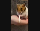 もやし、おいしい