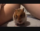 ペレット、おいしい