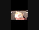 神社の猫様がうっとりする瞬間#Shorts【野良猫】【感動猫】