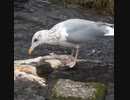 【閲覧注意】ネコの死骸をたべるカモメ