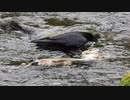 【閲覧注意】ネコの死骸を食べるカラス