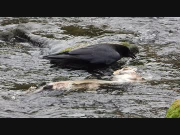 閲覧注意 ネコの死骸を食べるカラス ニコニコ動画