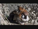 スズメの羽繕い。お腹が黒いのはなぜ？