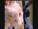 ホモと見る　猫界のもこう
