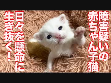 脳神経障害疑いの子猫、まさかのスキルに覚醒する
