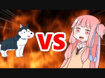 茜ちゃんVS犬ぞり