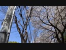 【懐かしBGM】春の味覚【テレビの】