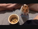 毛ずくろいするハムスター