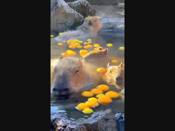 ワクチン推進派
