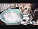 スノーベンガルと雪で遊んでみた。
