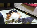 初めて暖房器つけたら母猫が子猫に号令をかけました