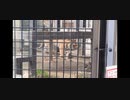檻の中を動き回る１匹の虎 [京都市動物園 体験](2021/11/6)