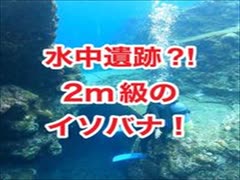 水中遺跡⁈ギシップ東・ダイナミックな地形・2ｍ級のイソバナ！