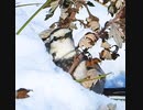 雪にハマった鳥
