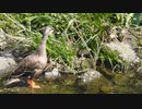勇気を出してジャンプするカルガモの赤ちゃん