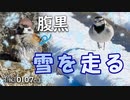 野鳥観察0107C③【腹黒いスズメ/雪を走るセキレイと求愛?】ヒドリガモの鳴き声。カワセミ。雪に落ちるハクセキレイ。アオサギ幼鳥がワカサギ釣り堀。コサギの綺麗な羽。鶴見川水系恩田川でコンデジ野鳥撮影