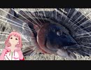 コブダイがッ！！！釣”り”た”い”ッ”ッ”！！！！