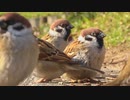 冬のすずめもふもふ