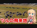 【VOICEROID】出水ツル渡来地の映像があったので流してみた