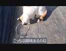 氷を舐める三毛さん