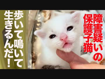 脳神経障害疑いの子猫、保護預かり1週間の成長の跡