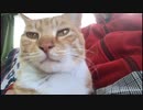 冬場に猫は寄り添ってくれる