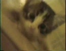 ねこ３