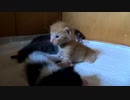 また子猫がお尻の匂いを嗅いでひとり興奮していました（笑）