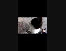 いつもモフらせてくれる猫神社の猫様#Shorts【野良猫】【感動猫】