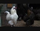 変なおじさんとこの　鶏さん２４９　鶏スナップ写真♪