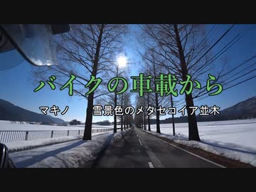 バイクの車載から　vol.19　メタセコイア並木