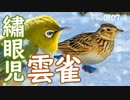 0107C④【雪ヒバリとメジロ接近】モズが捕食失敗、ジョウビタキのオス・メス。カワセミ、アオサギ、シジュウカラ。カルガモにムクドリが近づく。#身近な生き物語　#メジロ　#ヒバリ