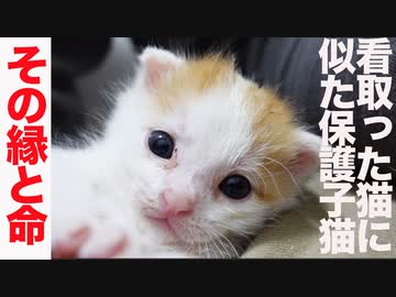 賢き赤ちゃん保護子猫、過去に看取った猫の面影を残す
