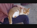 ちゃちゃまるを膝の上で撫でるだけの動画【ループ】