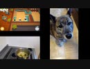 「Overcooked?」我が家のケビンと栗金団