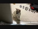 寝かせてくれない子猫。