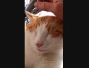 ぼっちのおっさんが猫神社で・・・！？#Shorts【野良猫】【感動猫】