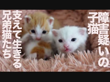 脳障害疑いの保護子猫、兄弟猫に支えられて生き抜く