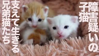 脳障害疑いの保護子猫、兄弟猫に支えられて生き抜く