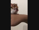 お家にきて、1週間のハムスターが手の上でヒマワリの種をたべてくれた♡