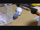 セキセイインコのそらちゃん 文鳥のぬいぐるみを落として遊ぶ＜ショートビデオ＞2021.09.10