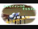 セキセイインコのそらちゃん 新しいおもちゃ！？を与えてみた(ナレーション付)