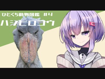 ひとくち動物図鑑　#５　ハシビロコウ　[VOICEROID解説]