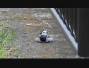ハクセキレイの鳴き声&お座りかわいい