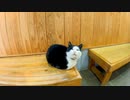 待合室で座っていた猫を撫でると膝の上に乗ってきた